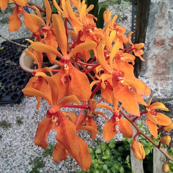 Renanthera Kalsom 'Midas Kiss' (Ren. philippinensis × Ren. storiei)