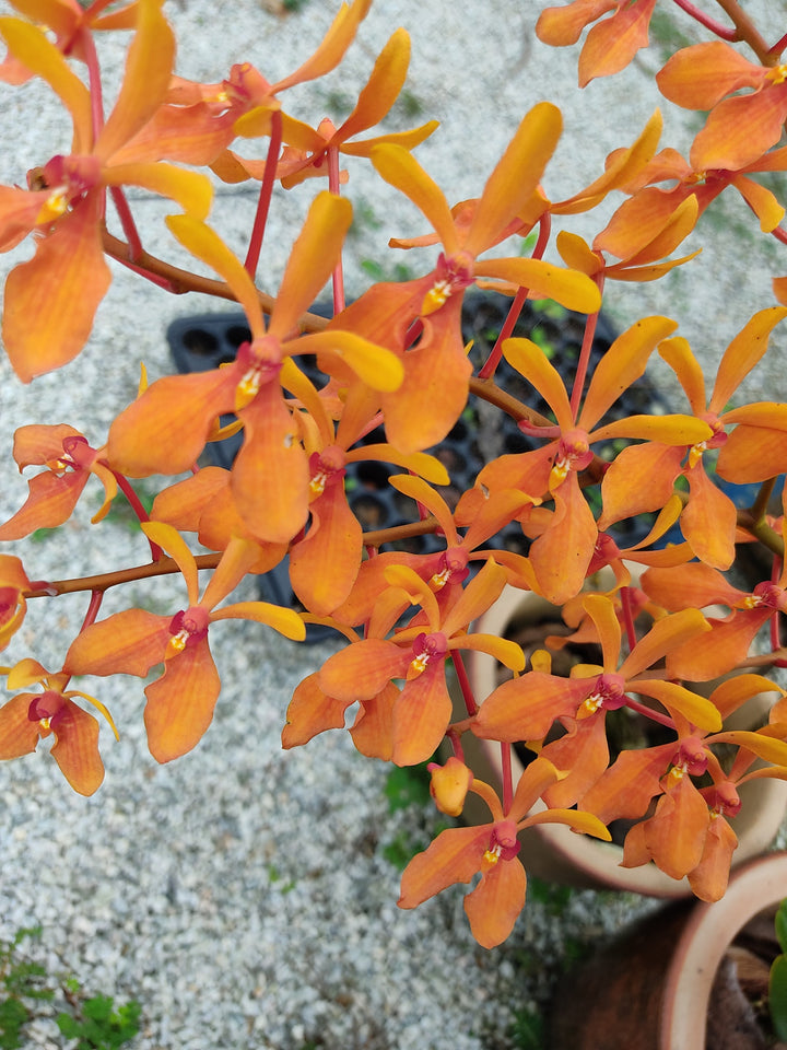 Renanthera Kalsom 'Midas Kiss' (Ren. philippinensis × Ren. storiei)