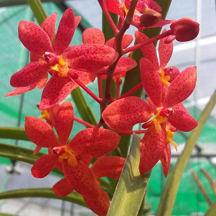 Renantanda Stevie Boy (Renanthera monachica × Vanda curvifolia)