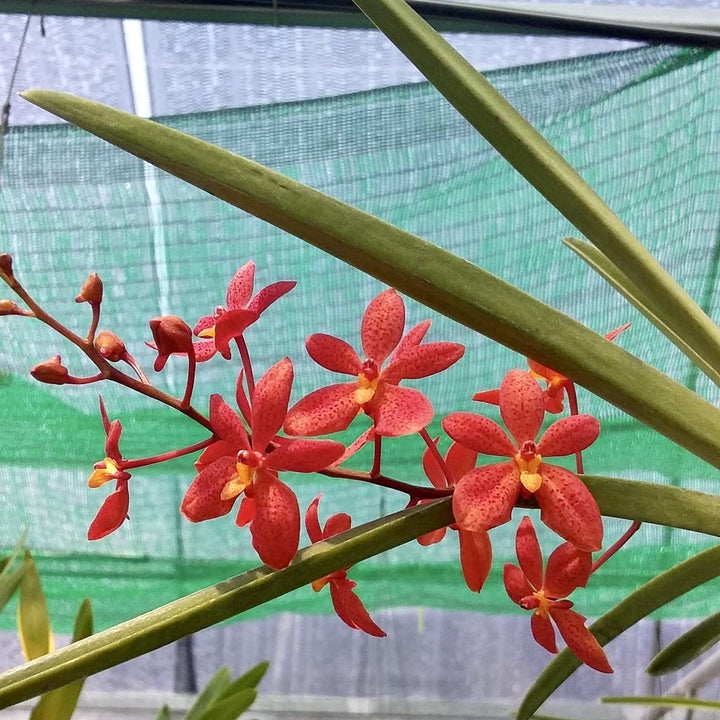 Renantanda Stevie Boy (Renanthera monachica × Vanda curvifolia)