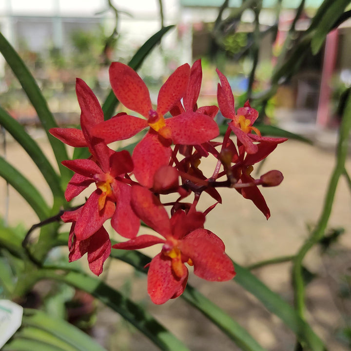 Renantanda Stevie Boy (Renanthera monachica × Vanda curvifolia)