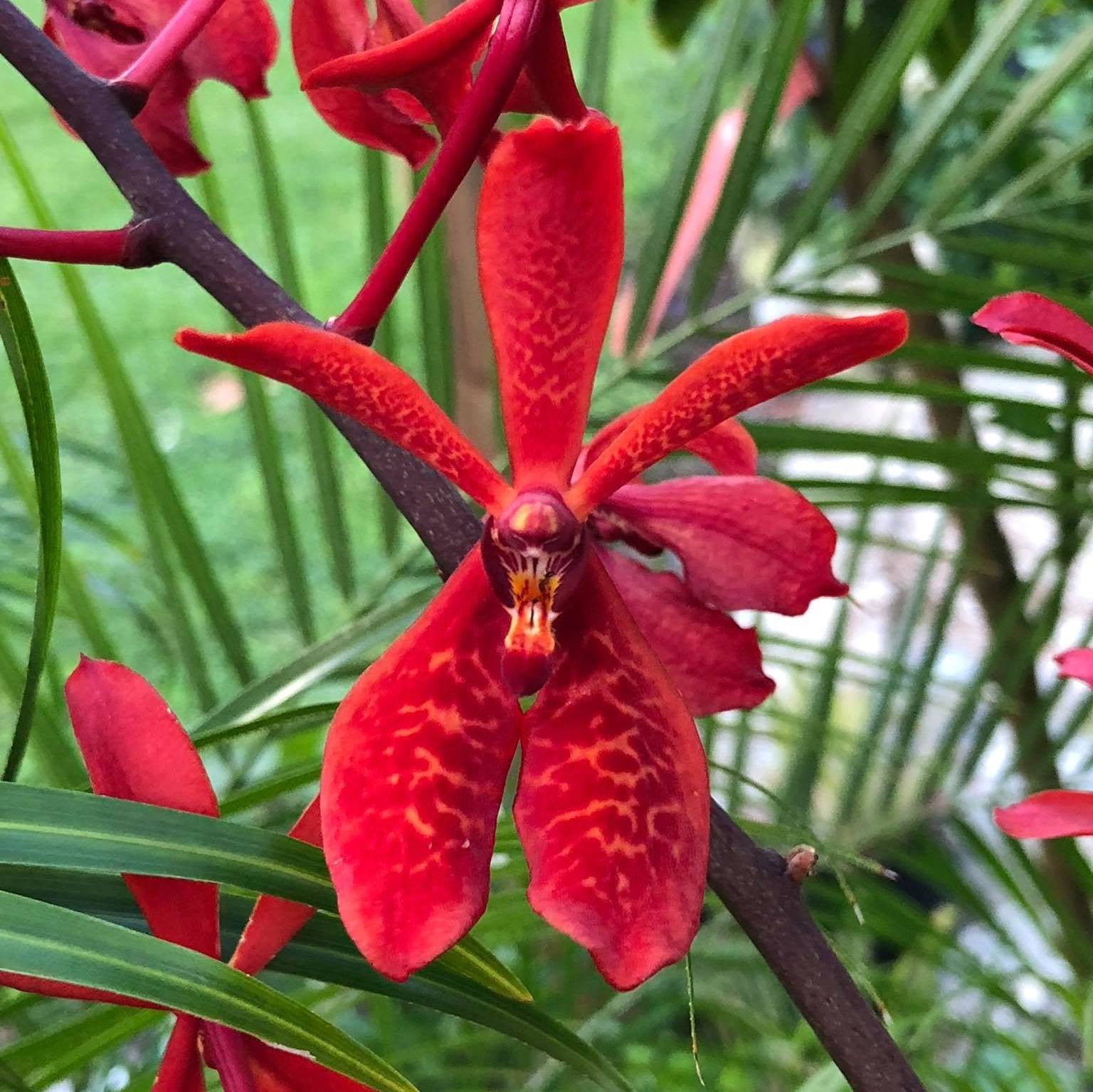 Renanopsis Lion Splendour