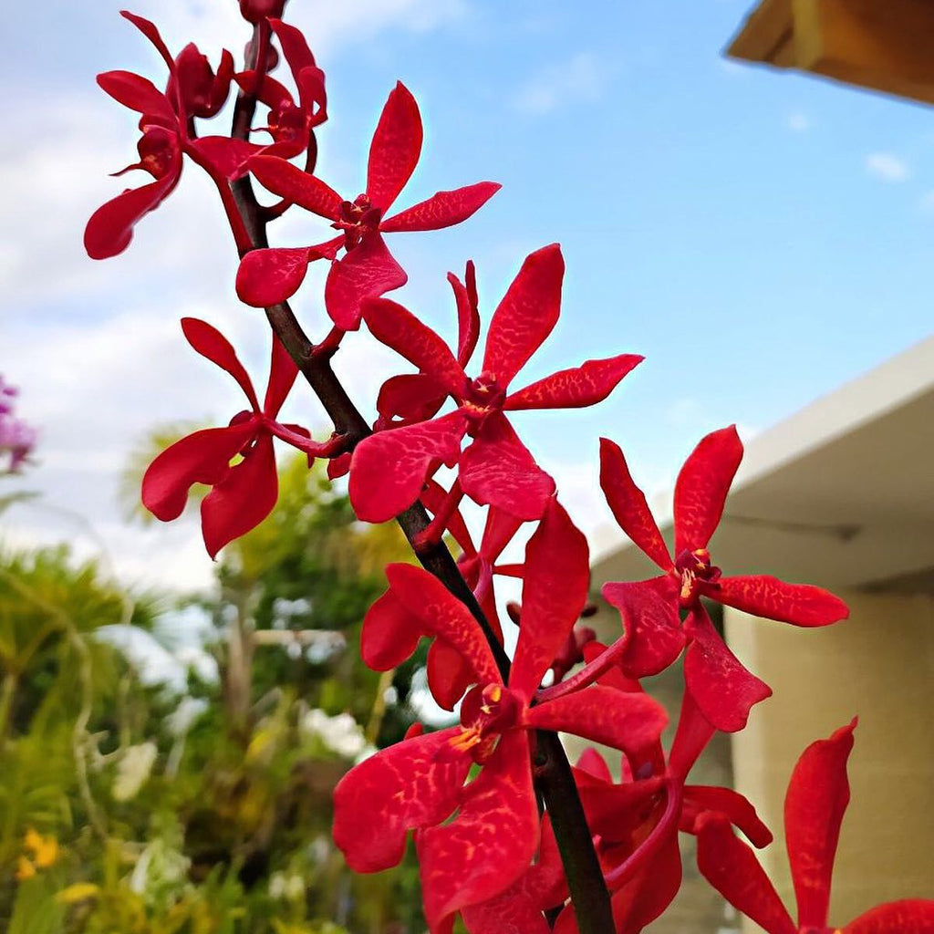 Renanopsis Lion Splendour