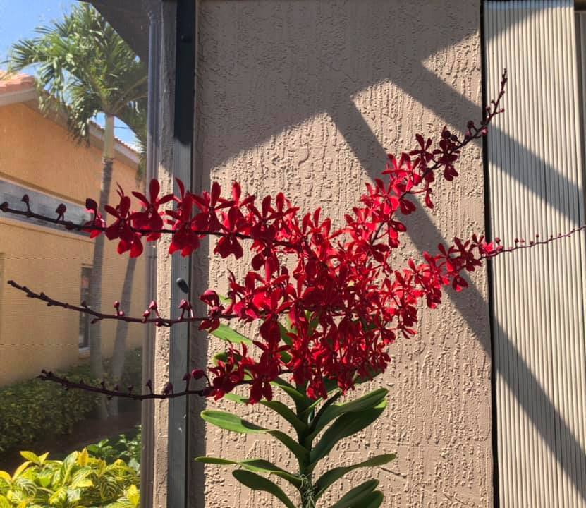 Renanopsis Lion Splendour