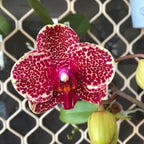 Phalaenopsis OX Red Sesame