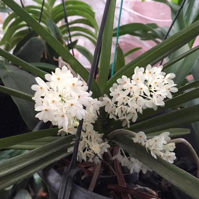 Ascocentrum ampullaceum 'Alba'