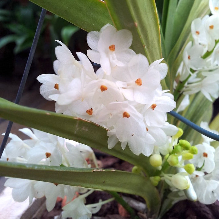 Ascocentrum ampullaceum 'Alba'