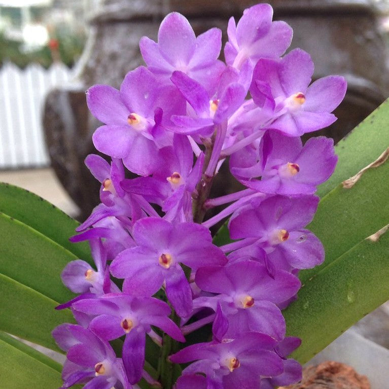 Vandachostylis Lilac Blossom (Rhy. coelestis × V. ampullacea)