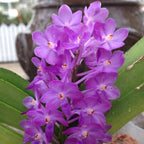 Vandachostylis Lilac Blossom (Rhy. coelestis × V. ampullacea)