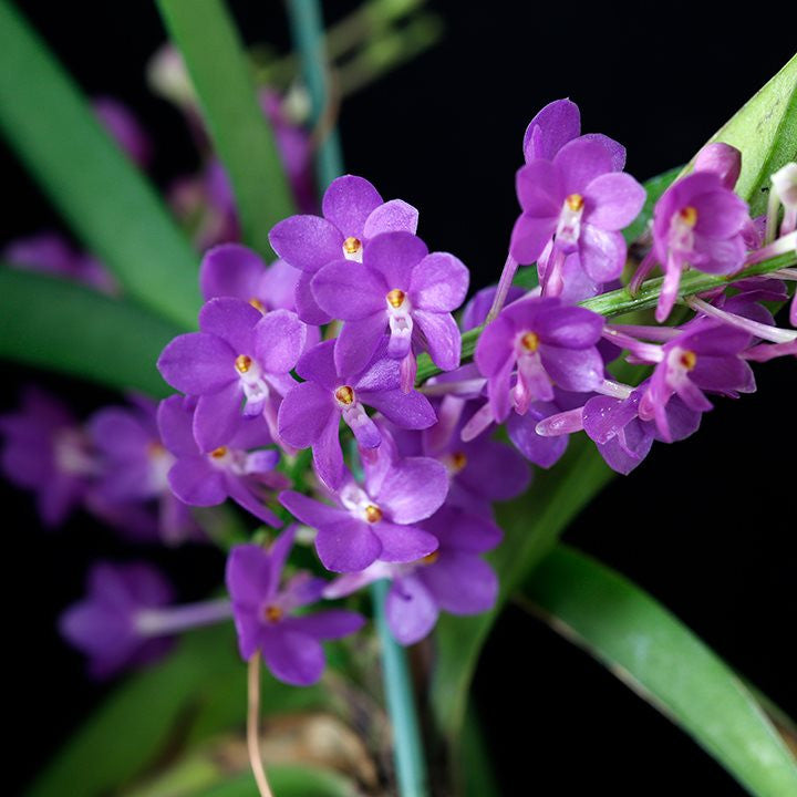 Vandachostylis Lilac Blossom (Rhy. coelestis × V. ampullacea)