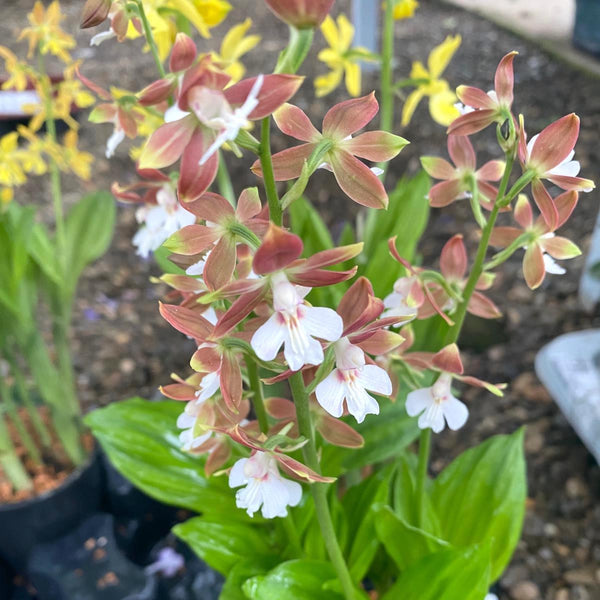 Calanthe 'Brown' (garden orchid)