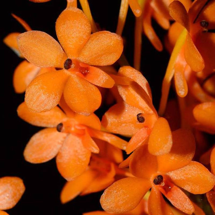 Vanda miniata (syn. Ascocentrum miniatum)