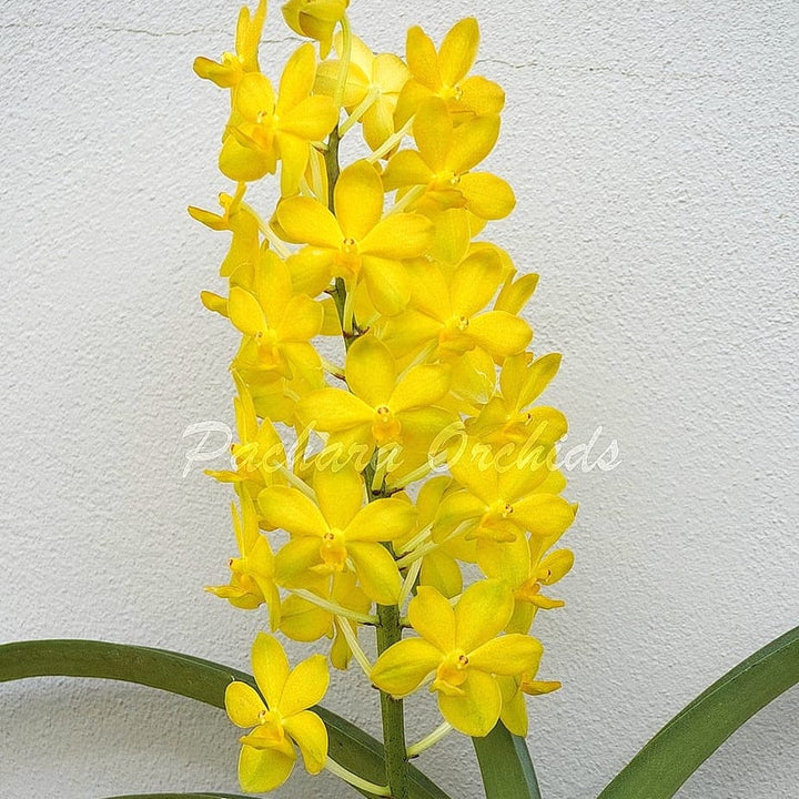 Vandachostylis Veeraphol 'Harvest Moon'