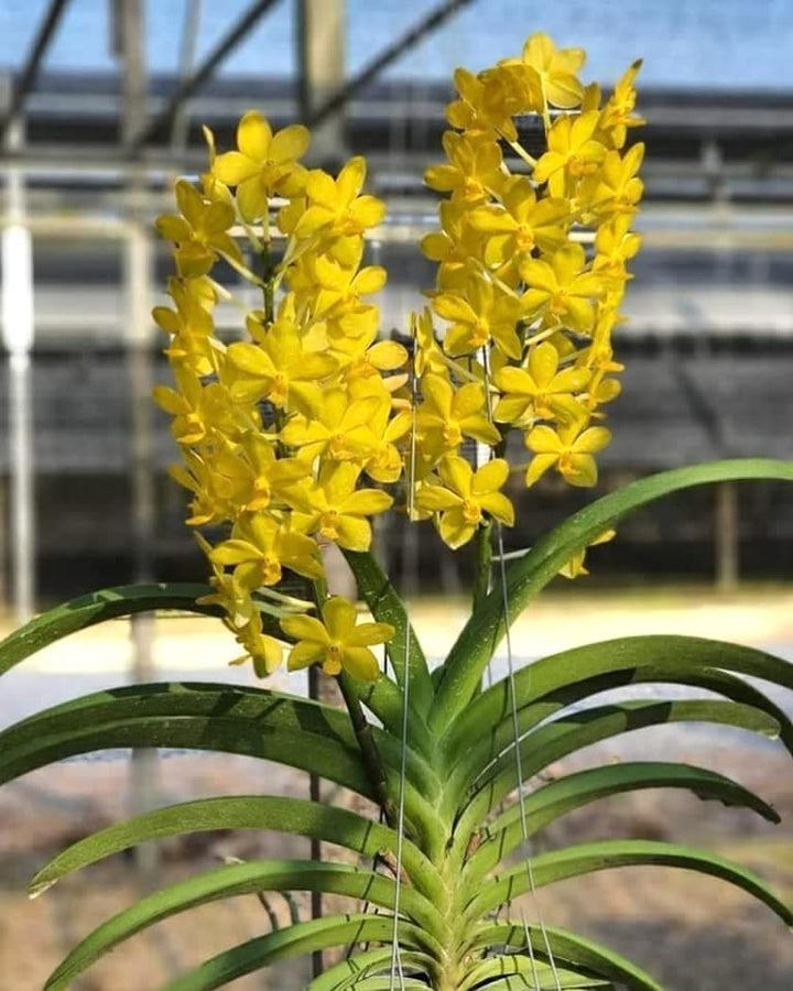 Vandachostylis Veeraphol 'Harvest Moon'