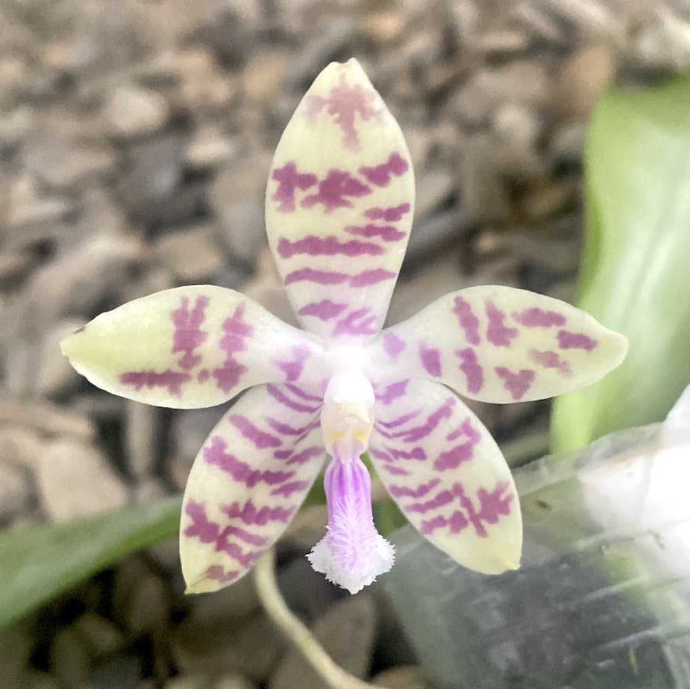Phalaenopsis speciosa 'Purple Spots' × pallens