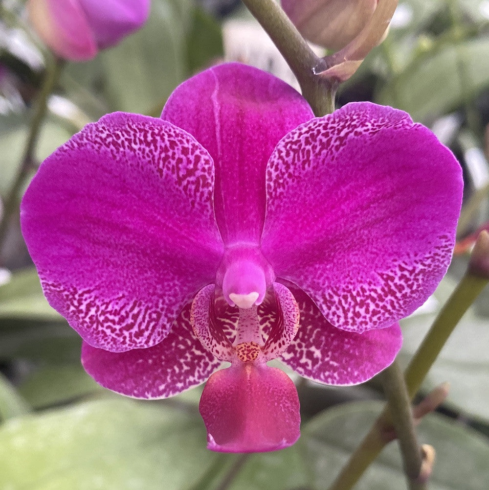 Phalaenopsis Queen Barry
