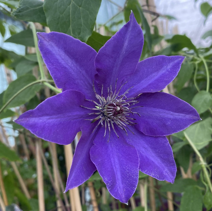 Clematis 'The President'