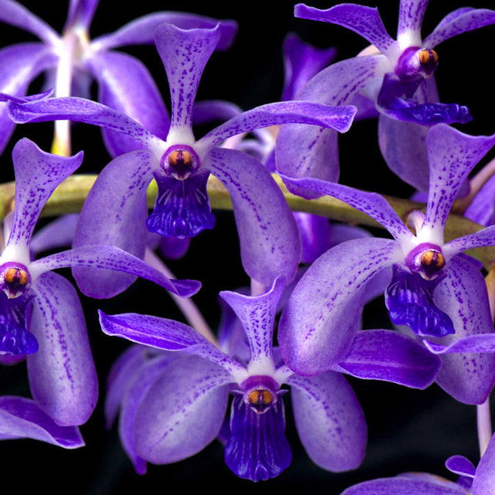 Vandachostylis Azure 'Blue' (Rhy. gigantea × V. coerulea)