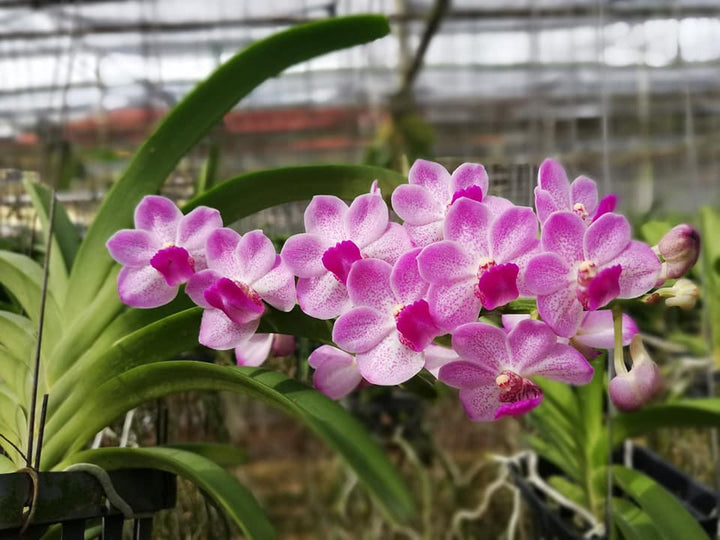 Van. Chang Tawan (Rhy. gigantea 'Spot' × Van. Janice Allison)