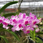 Van. Chang Tawan (Rhy. gigantea 'Spot' × Van. Janice Allison)