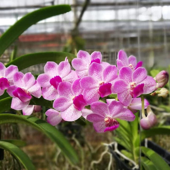 Van. Chang Tawan (Rhy. gigantea 'Spot' × Van. Janice Allison)