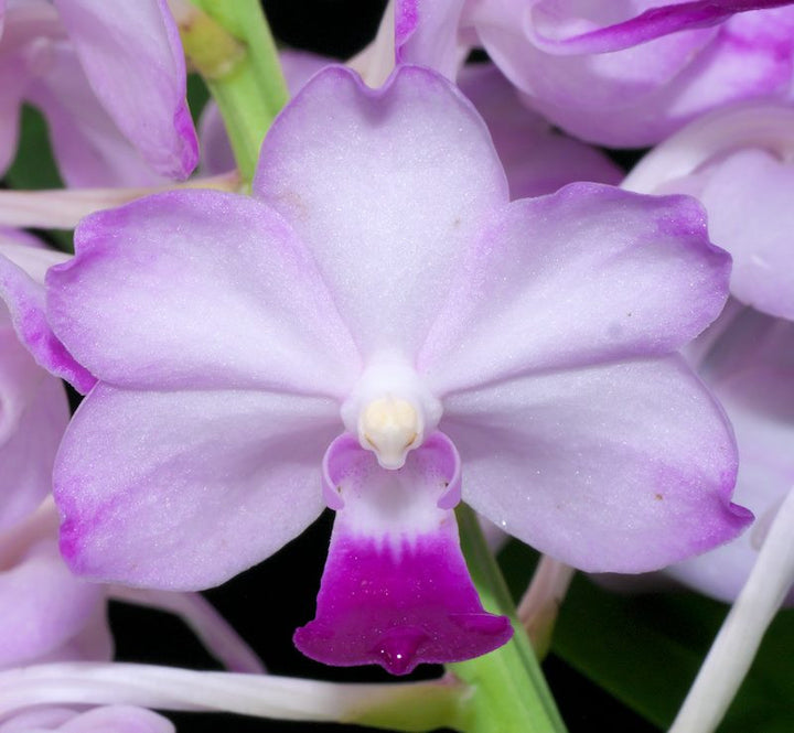 Van. Chang Tawan (Rhy. gigantea 'Spot' × Van. Janice Allison)