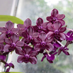 Vandachostylis Colmarie (Van. Sri-Siam × Rhy. gigantea)