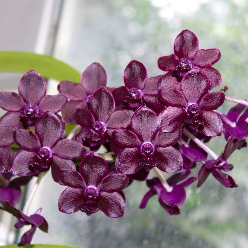 Vandachostylis Colmarie (Van. Sri-Siam × Rhy. gigantea)