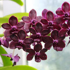 Vandachostylis Colmarie (Van. Sri-Siam × Rhy. gigantea)