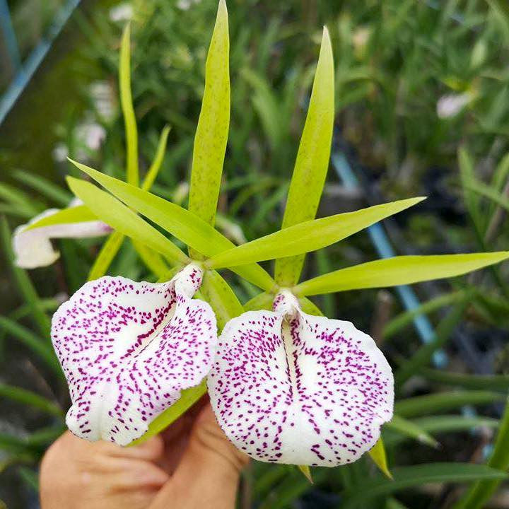 BC. Nakornpathom Silver 'Joy Black' *parfumata