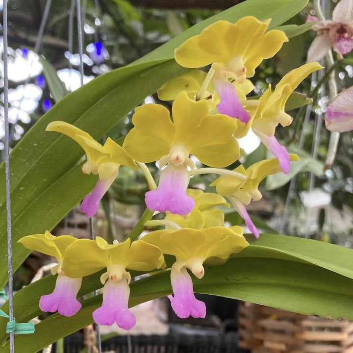 Vandachostylis Laem Sing (V. denisoniana × Rhy. coelestis)