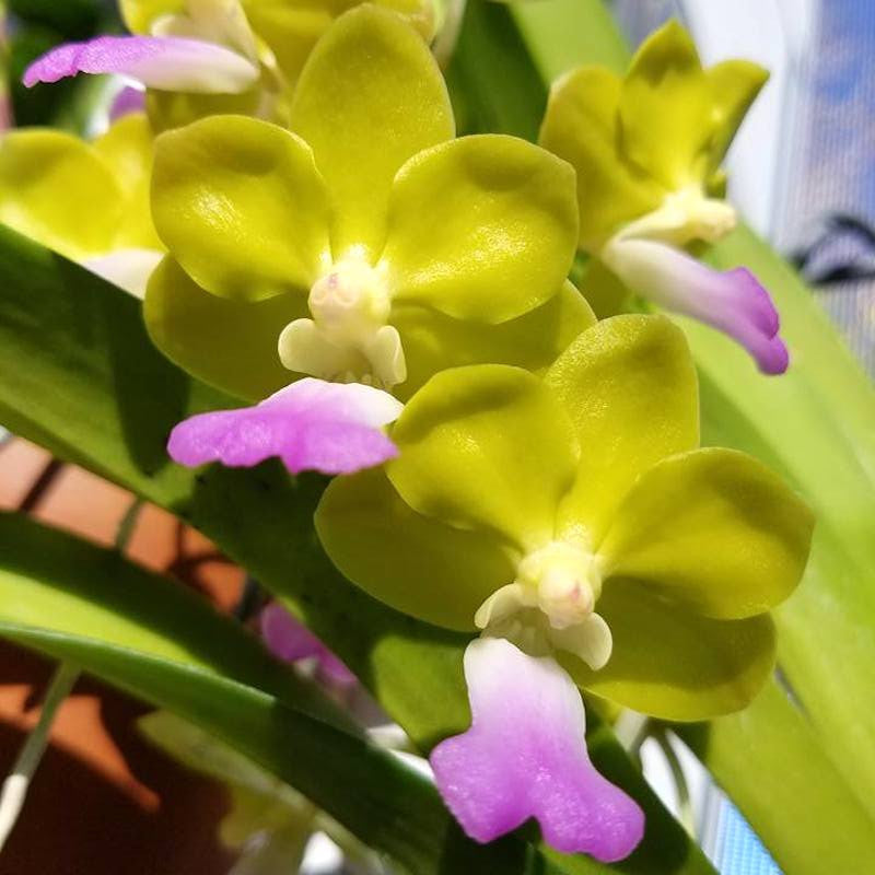 Vandachostylis Laem Sing (V. denisoniana × Rhy. coelestis)