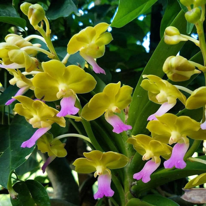 Vandachostylis Laem Sing (V. denisoniana × Rhy. coelestis)