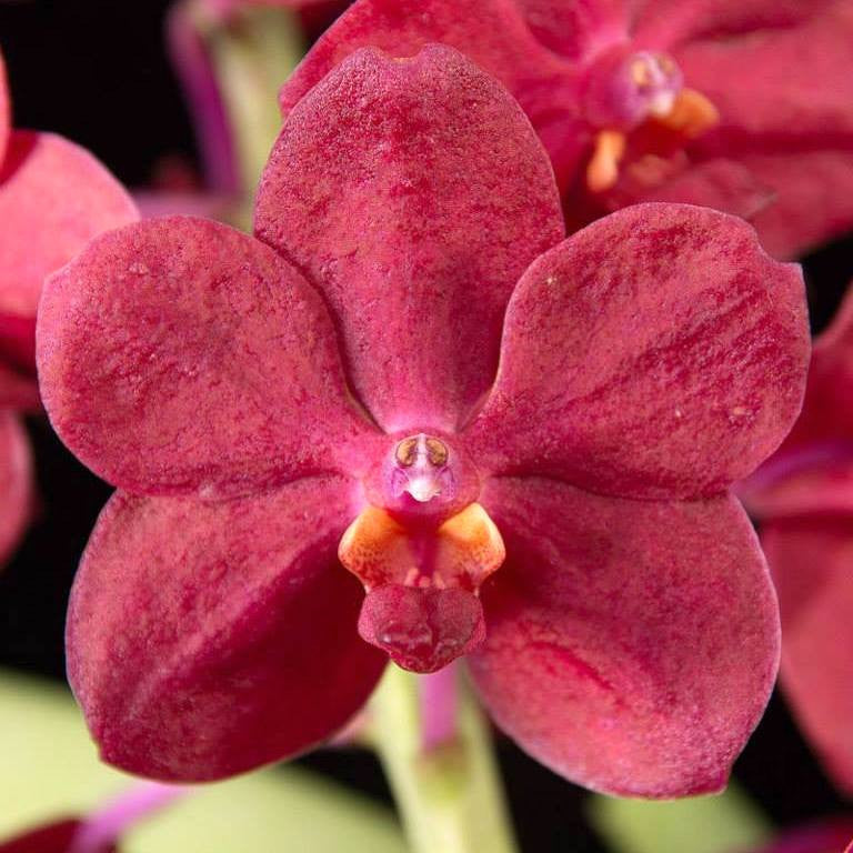 Van. Roll on Red (Van. Crownfox Red Gem × V. Peggy Foo)