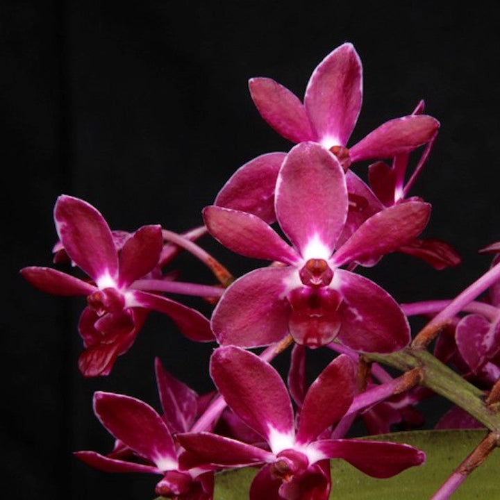 Van. Pinky 'Red' (V. falcata × Rhy. gigantea)