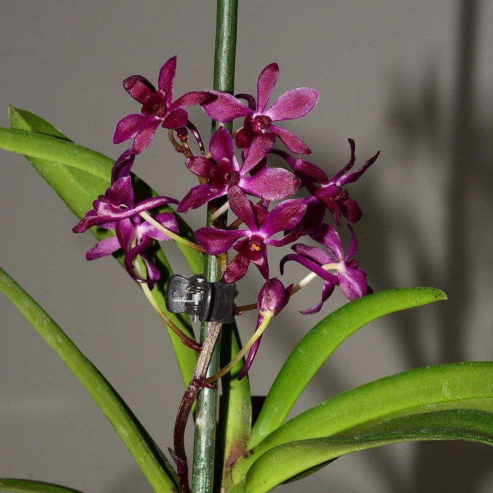 Van. Pinky 'Red' (V. falcata × Rhy. gigantea)