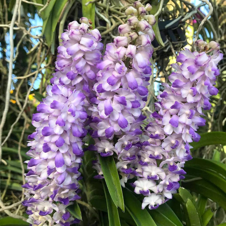 Rhynchostylis coelestis, Blue