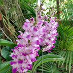 Rhynchostylis coelestis, Pink