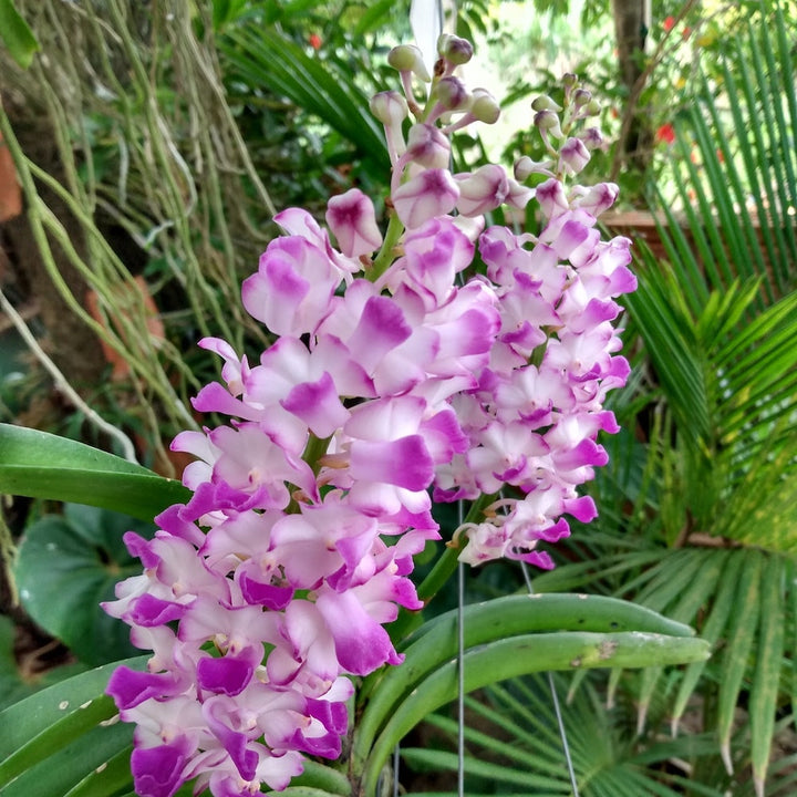 Rhynchostylis coelestis, Pink