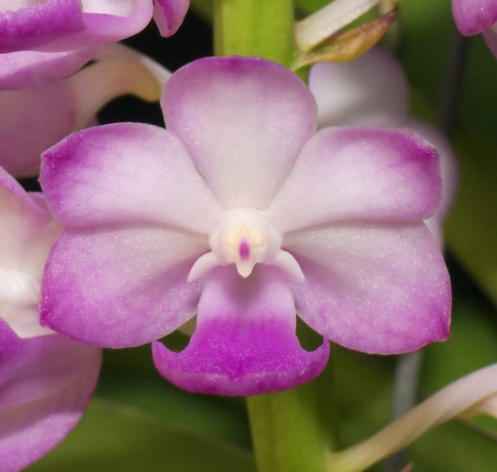 Rhynchostylis coelestis, Pink