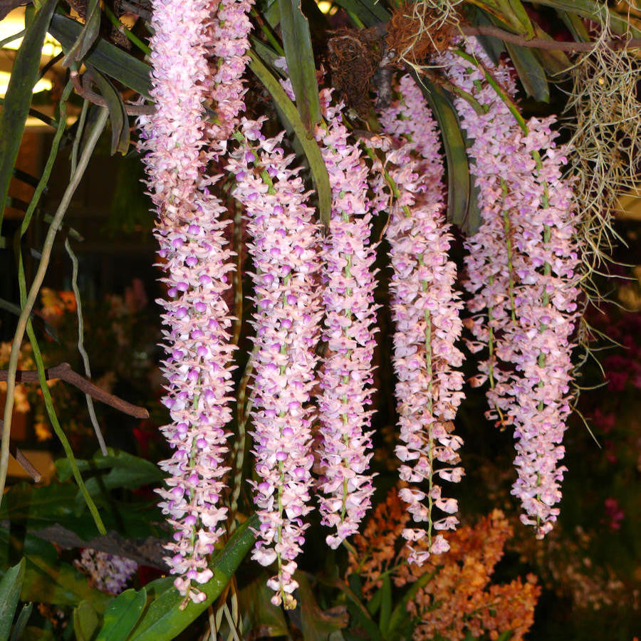 Rhynchostylis retusa