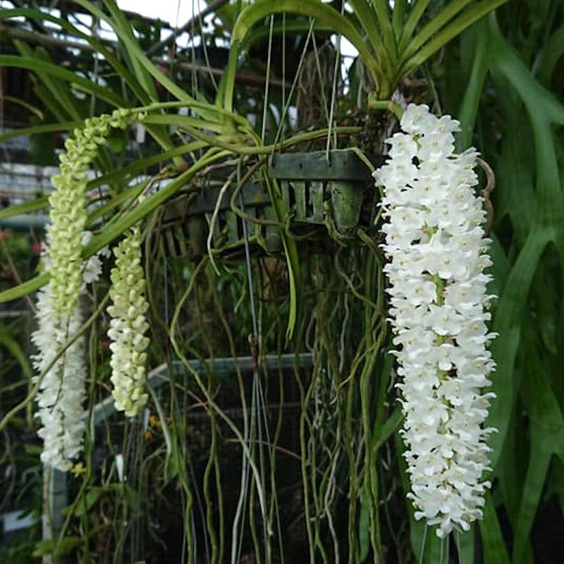 Rhynchostylis retusa var. Alba