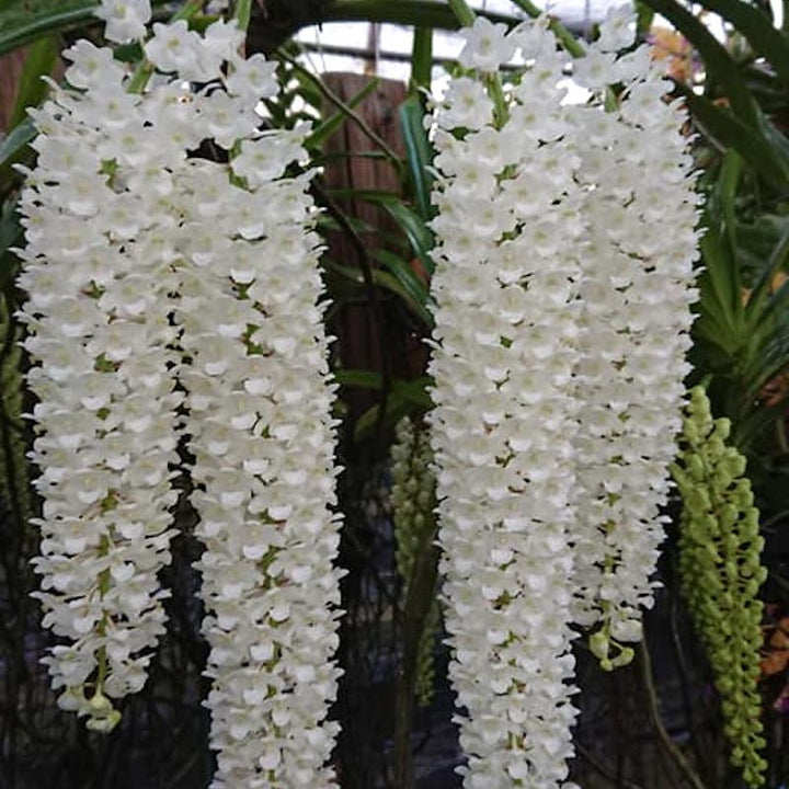 Rhynchostylis retusa var. Alba