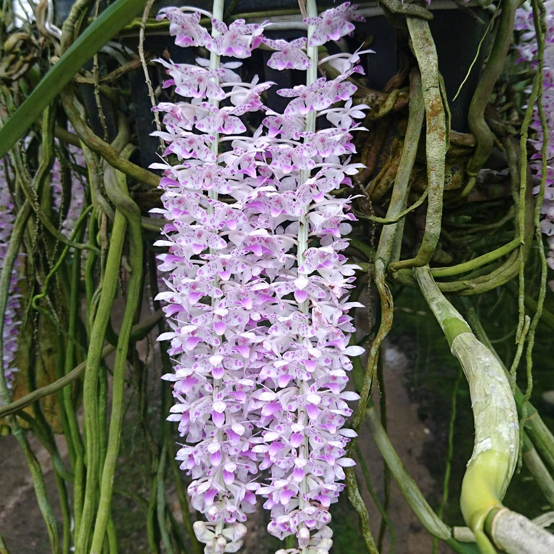 Rhynchostylis retusa