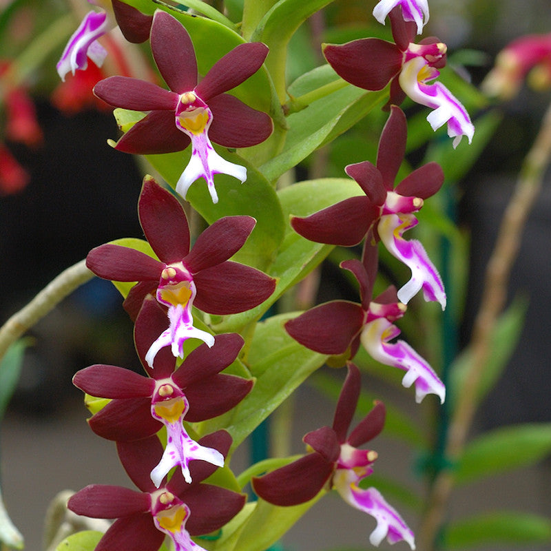 Trichoglottis atropurpurea