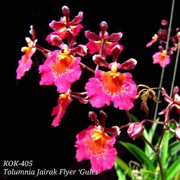 Tolumnia Jairak Flyer 'Gules'