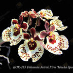 Tolumnia Jairak Firm 'Mocha Spots'