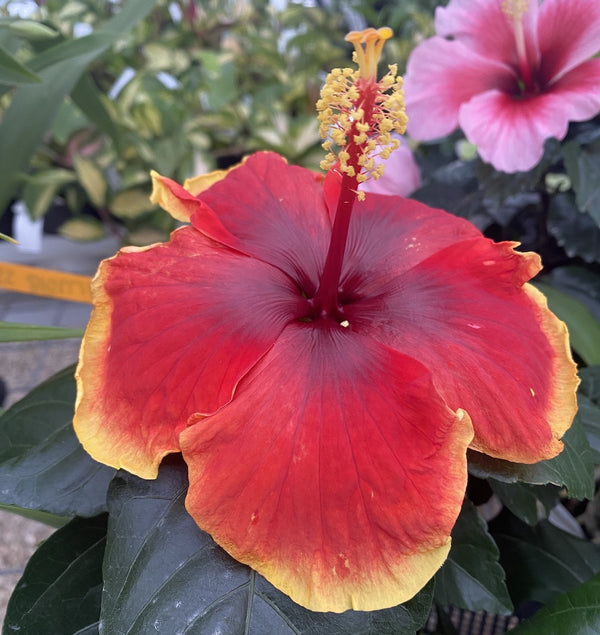 Hibiscus Hawaii "Long Life" Red Fire ( mislabeled as Tivoli)