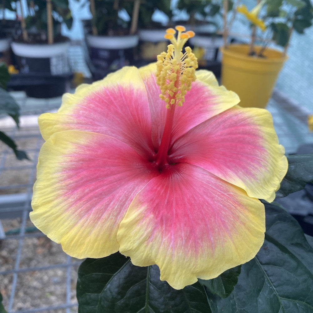 Hibiscus Hawaii "Long Life" Tivoli - trandafir japonez