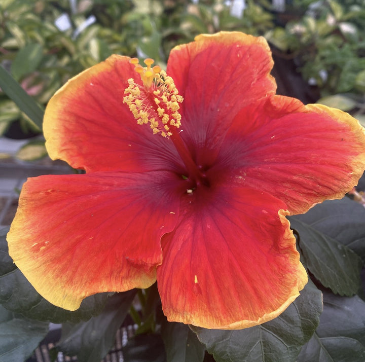 Hibiscus Hawaii "Long Life" Red Fire ( mislabeled as Tivoli)